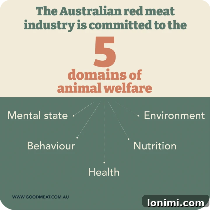 Grandma's Comfort Salisbury Steak with Savory Mushroom Gravy 9 Infographic illustrating the 5 domains of animal welfare in beef production